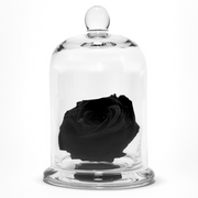A glass dome featureing a large size single preserved black rose.
